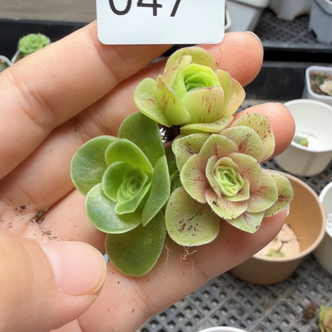 倚***畔山地玫瑰。  47。