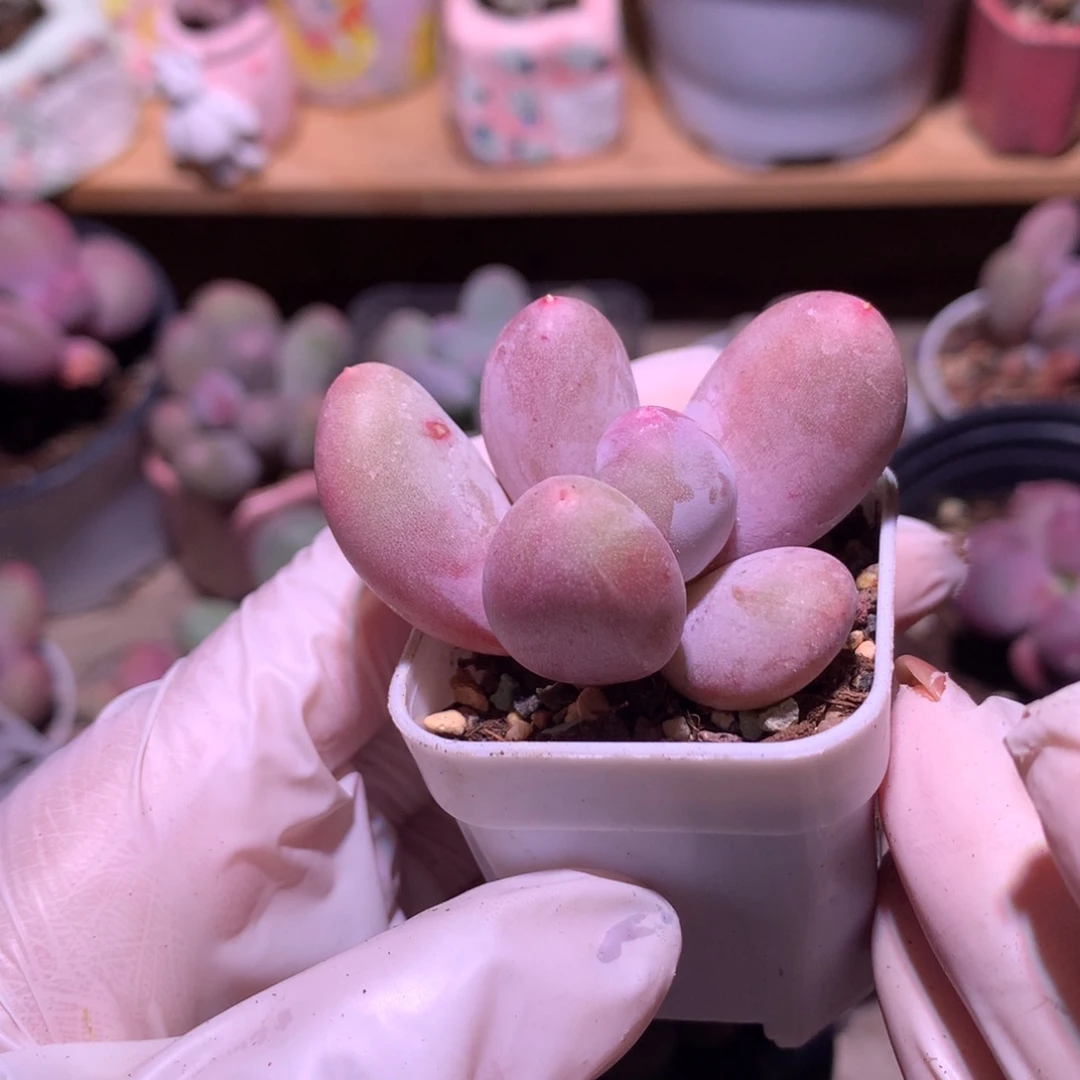 米可奶酪多肉米可奶