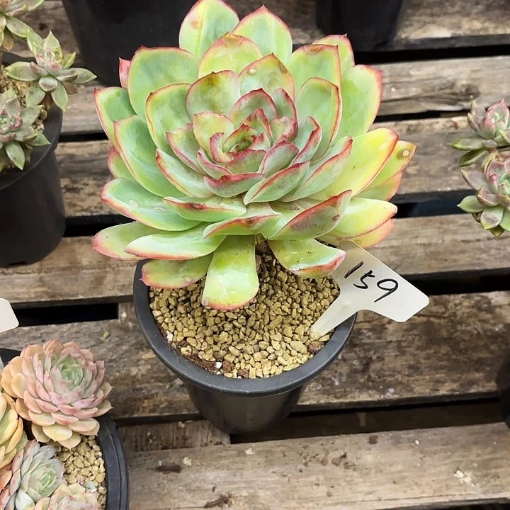 多肉植物，晨露159号