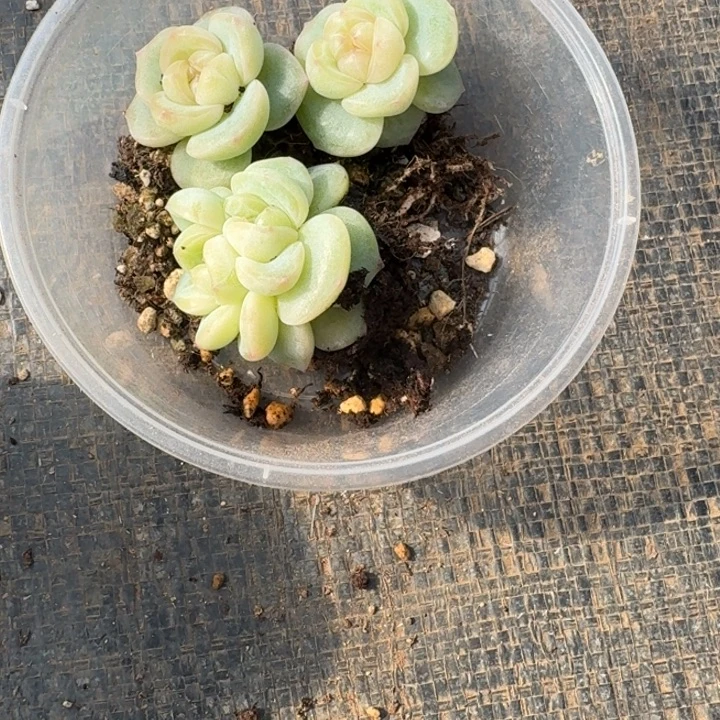 清***.035清橙珍妮饭盒一组三颗