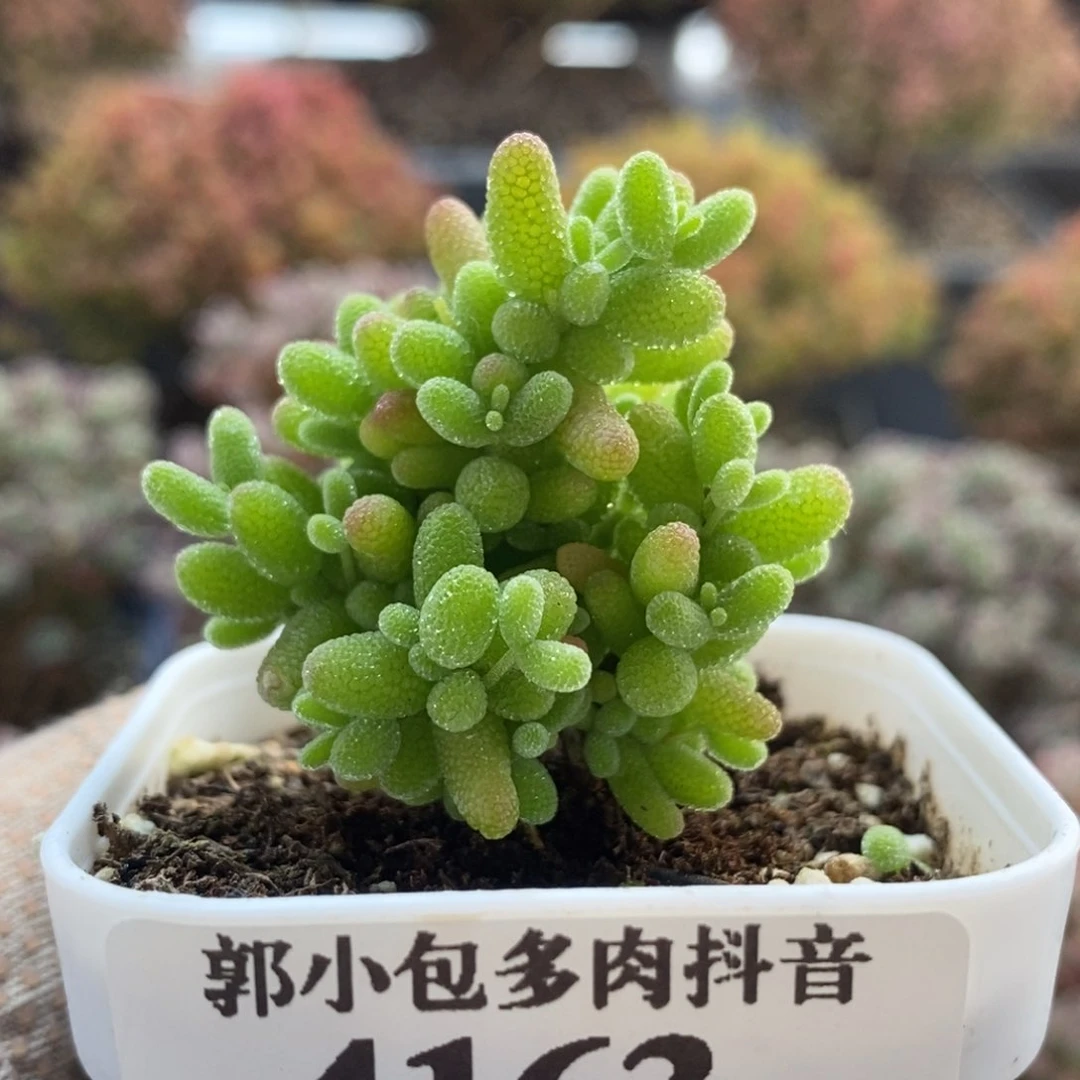 金橘糖球4163枝干番杏