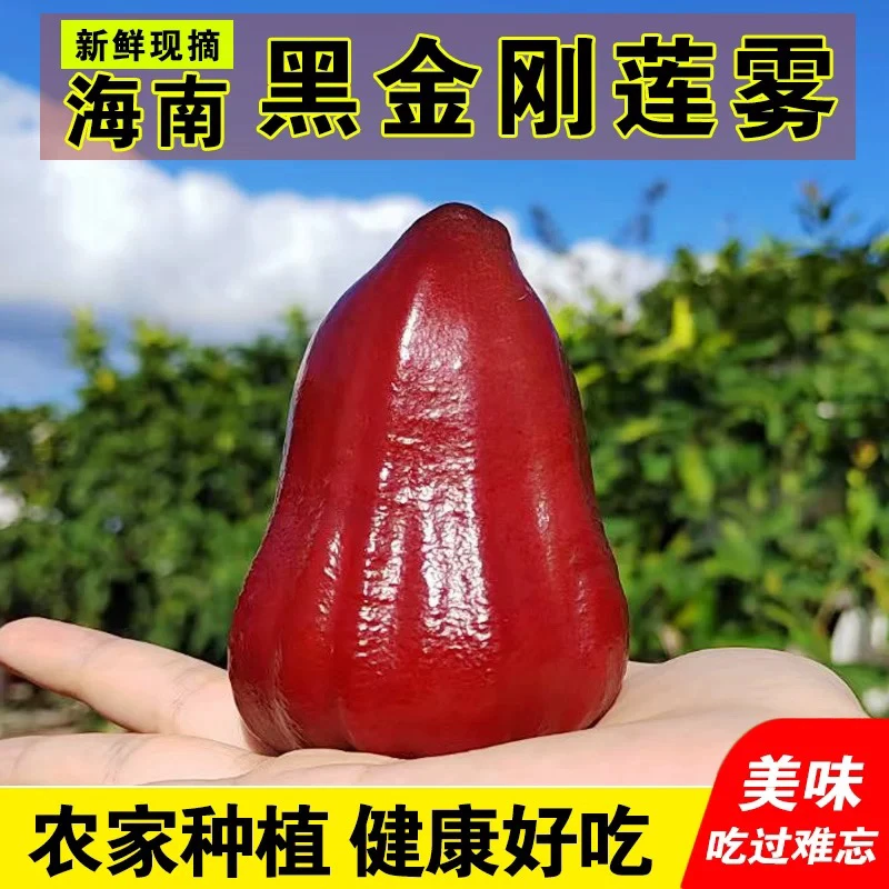 「北京新发地直发」正宗黑金刚莲雾果(3斤左右)新鲜