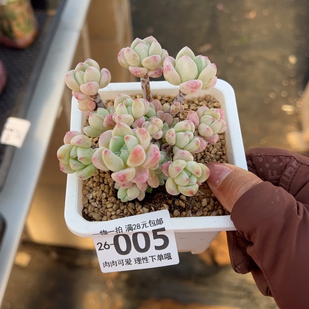 粉香水多肉多肉多肉多
