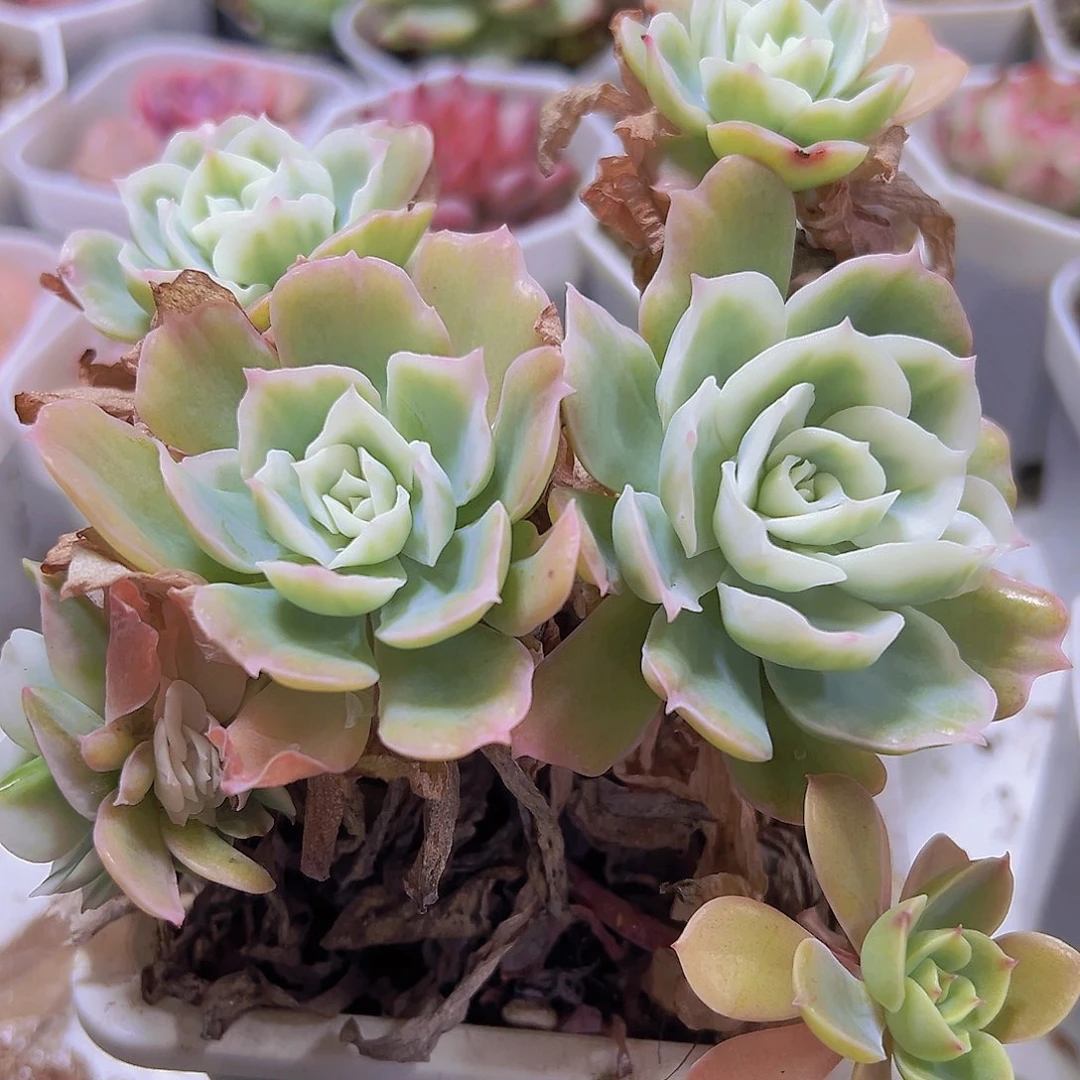 大柠檬玫瑰锦19包邮多肉