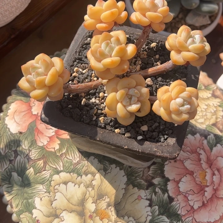 张张精品多肉甄选冷玉