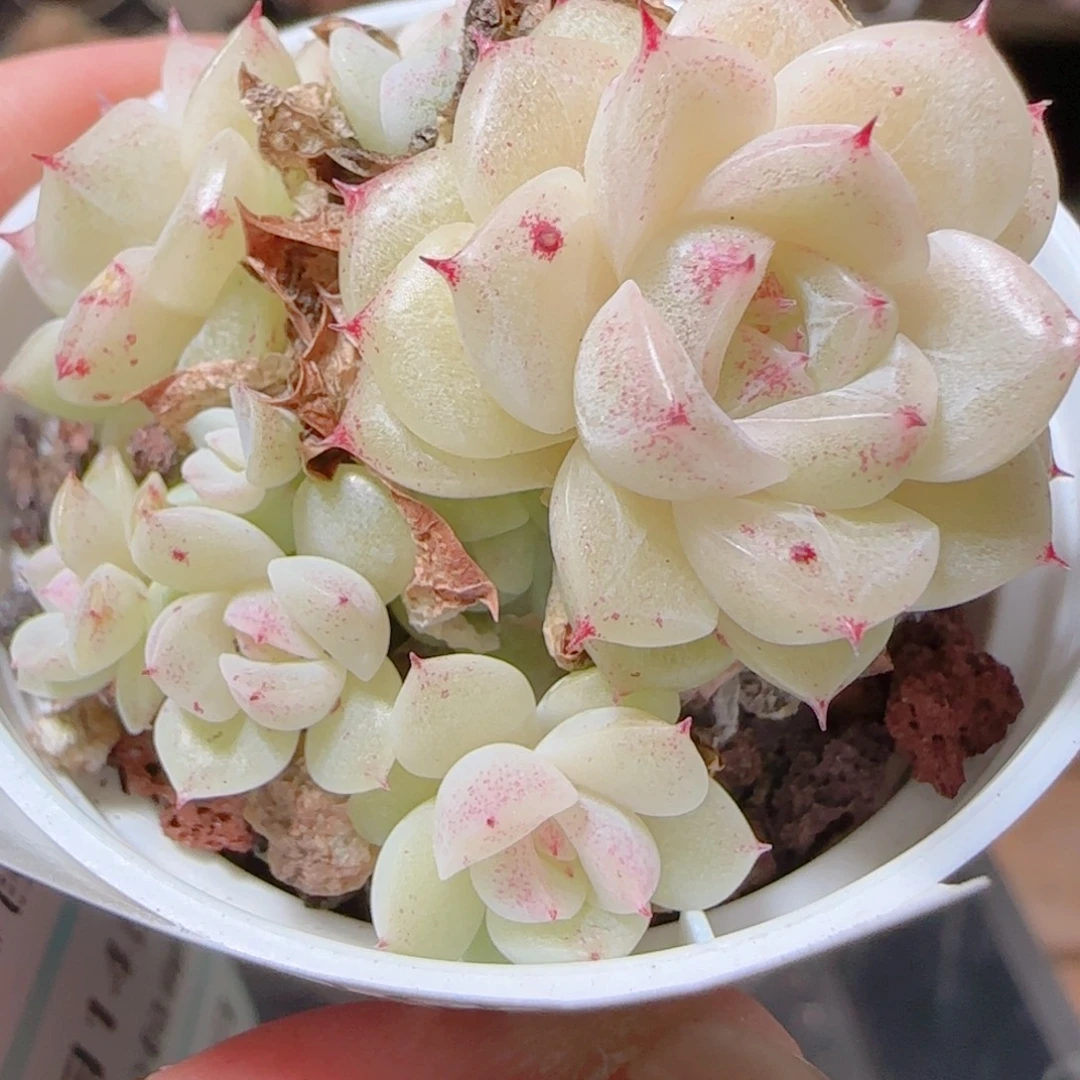 花语多肉1214-66白玉魔仙散