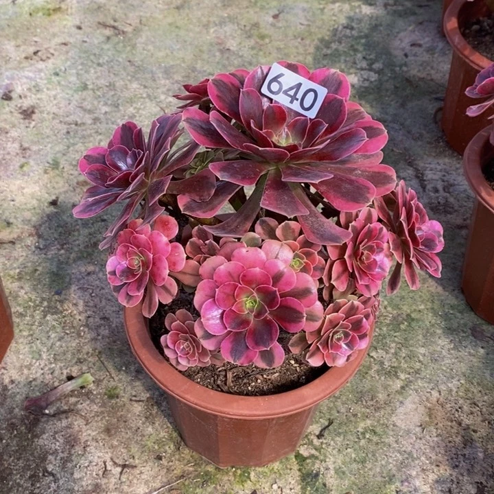真*美杜莎多肉植物640
