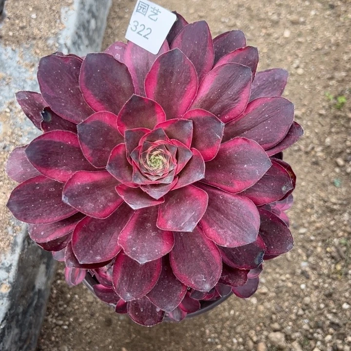 幸*魅金锦多肉植物322