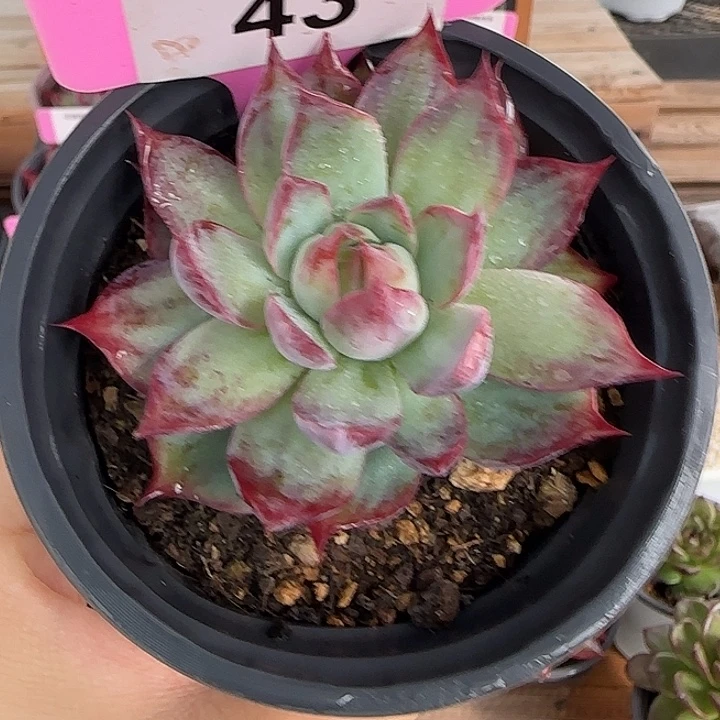 43 惊鸿仙子多肉植物