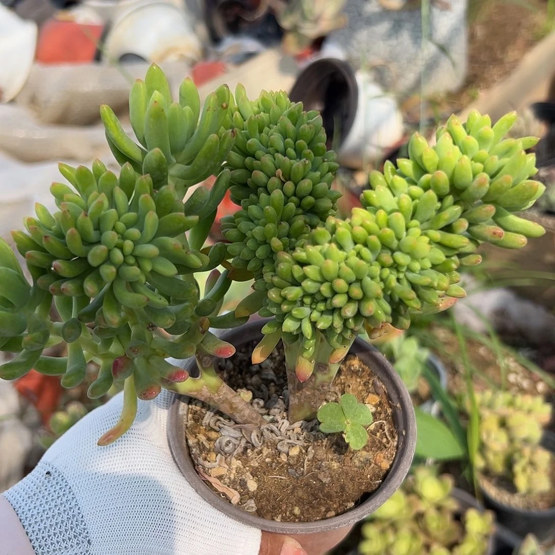 多肉植物多肉盆栽多肉植物