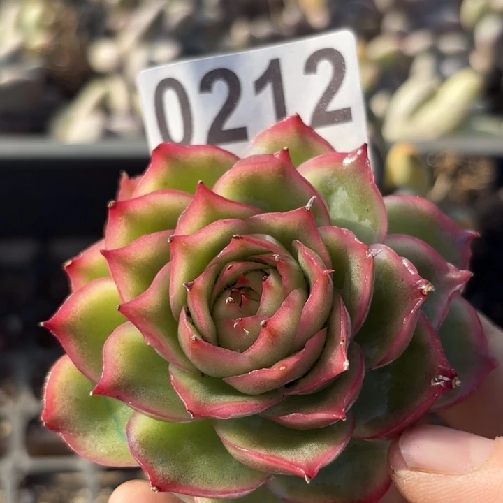 侧影锦多肉植物满18包邮当场凑单