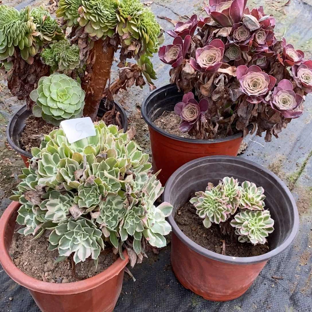 多肉植物组合拼盘5