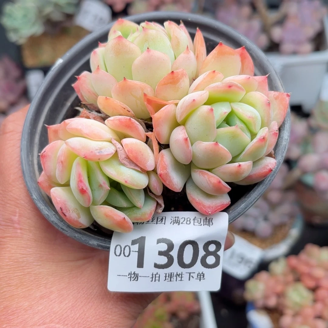 橘子冰多肉多肉多肉