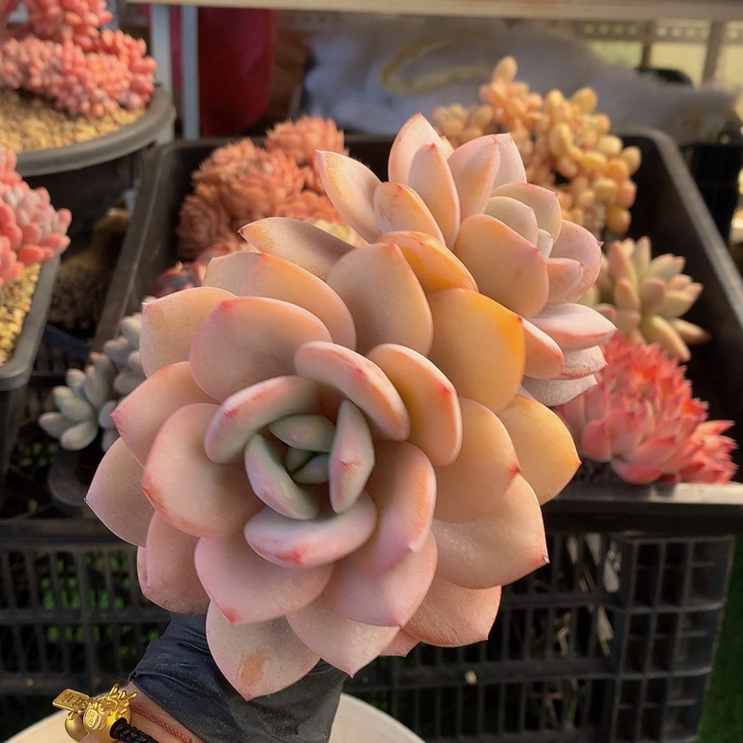 靜*奶茶多肉植物345