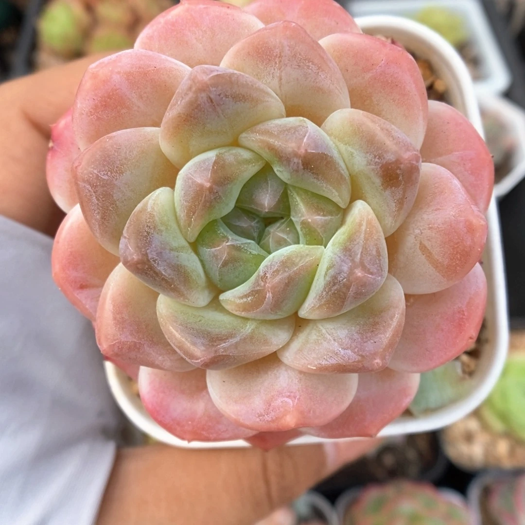 糖心粉魄495号。