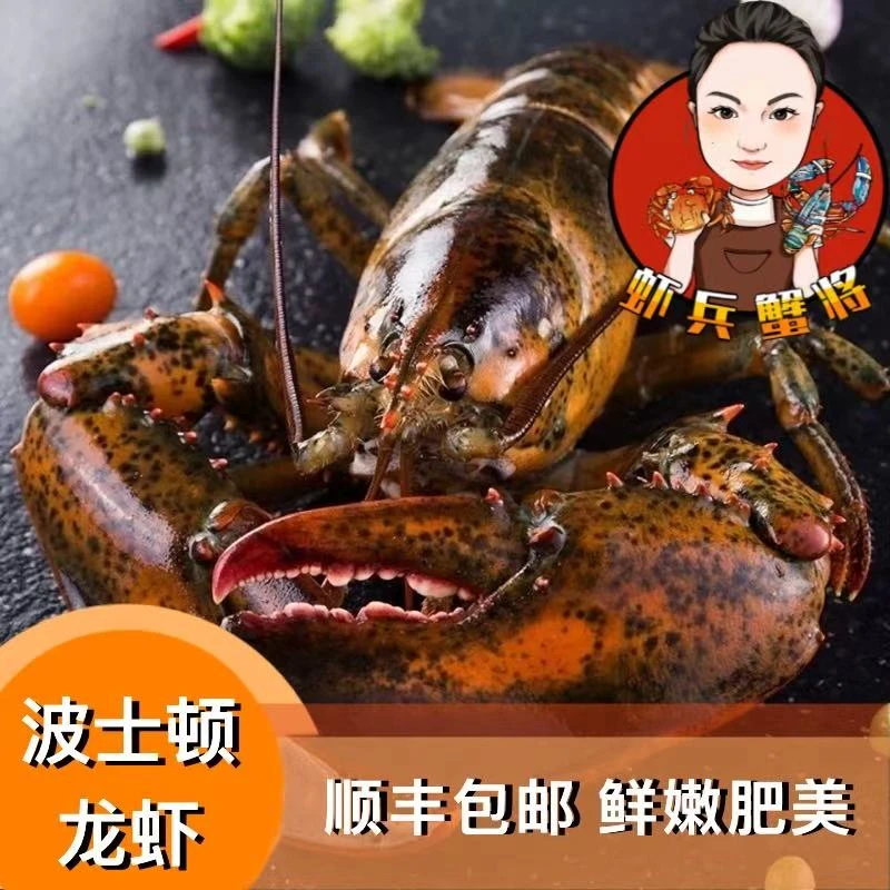 【鲜活发货】海鲜波士顿龙虾特大海鲜鲜嫩深海龙虾顺丰包邮