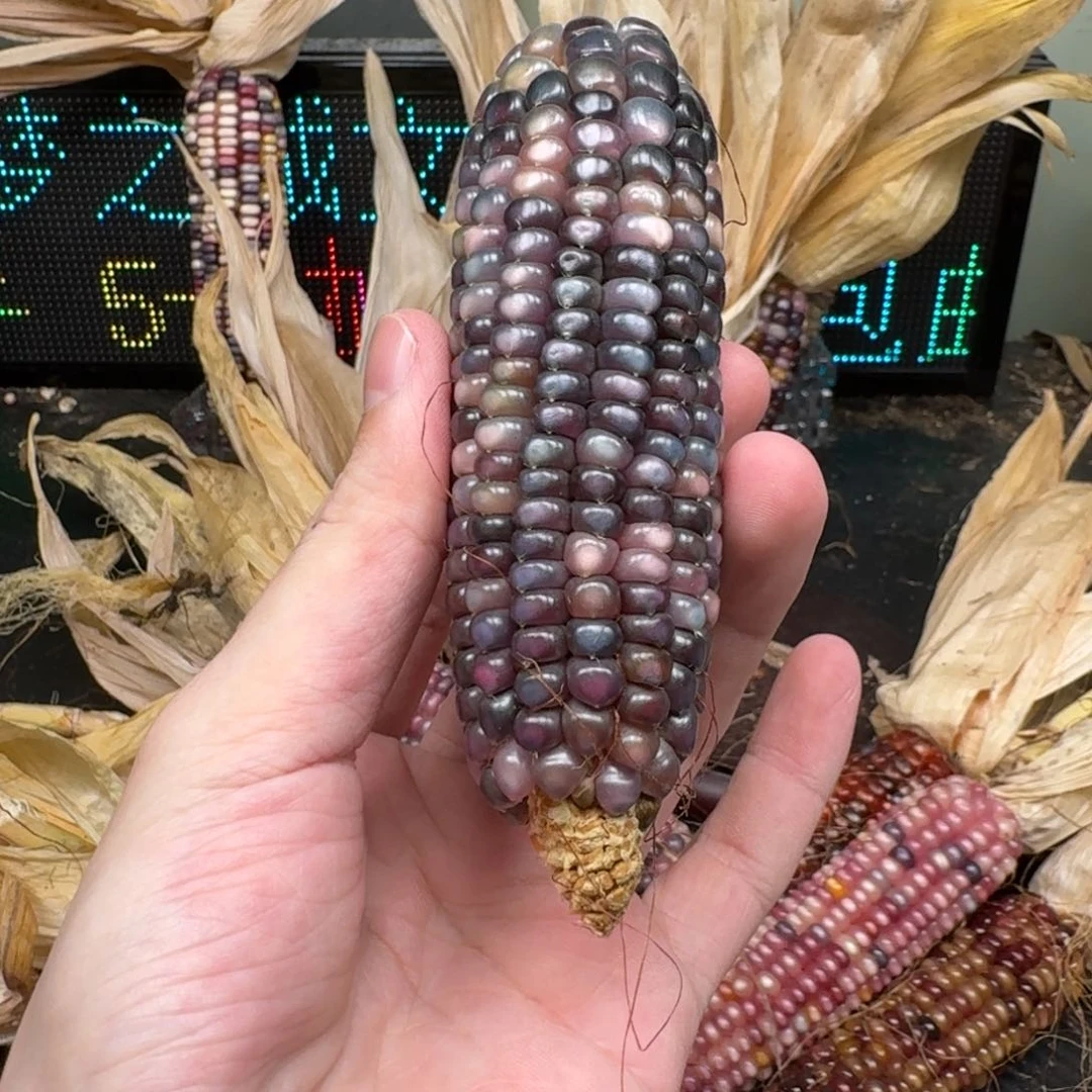 柏香籽/百香籽吊坠?****?