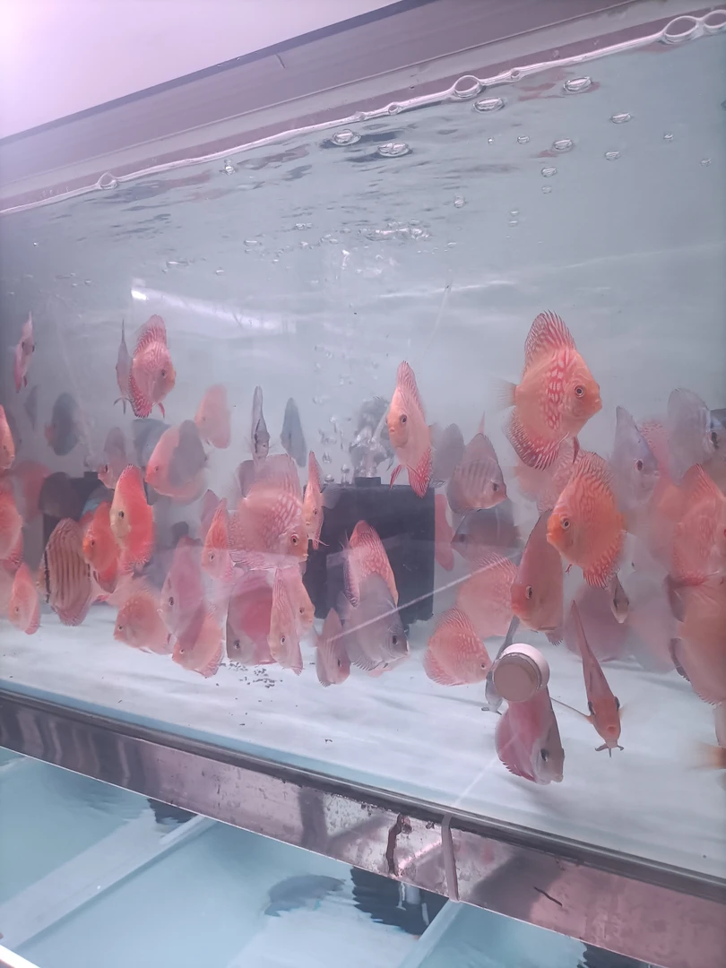 四条四五公分肉身七彩神仙鱼