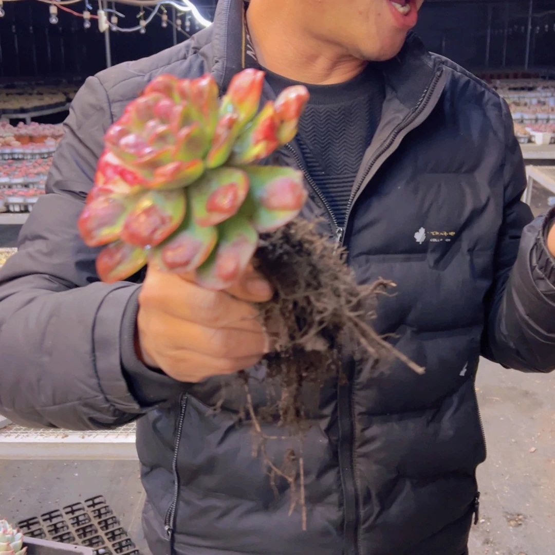 老庄雨滴十公分脱土发货