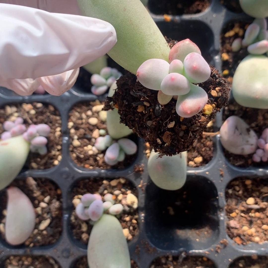 米可奶酪多肉米可奶