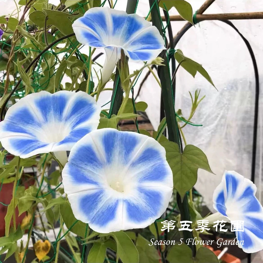 第五季花圃 朝颜日系喇叭花‘牵牛花’ 耐热夏季开花藤本攀援植物苗