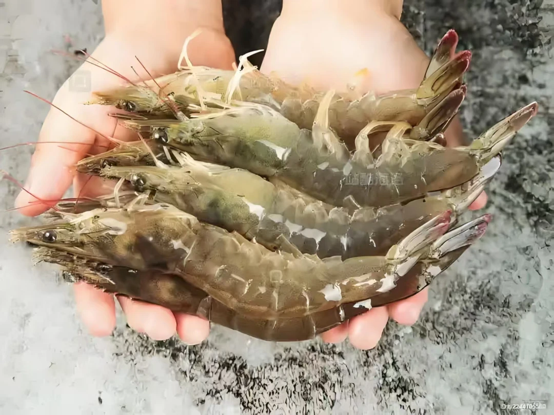 新鲜海捕大虾  3 斤 16只左右  急冻锁鲜发货