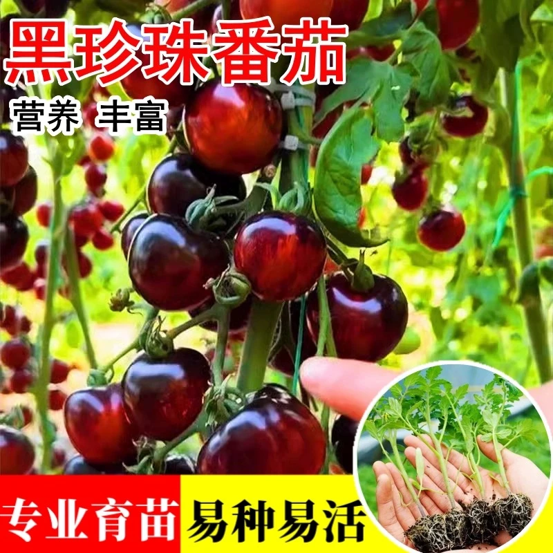 【黑珍珠番茄苗】黑番茄苗适合阳台花盆家庭小院种植蔬菜水果苗