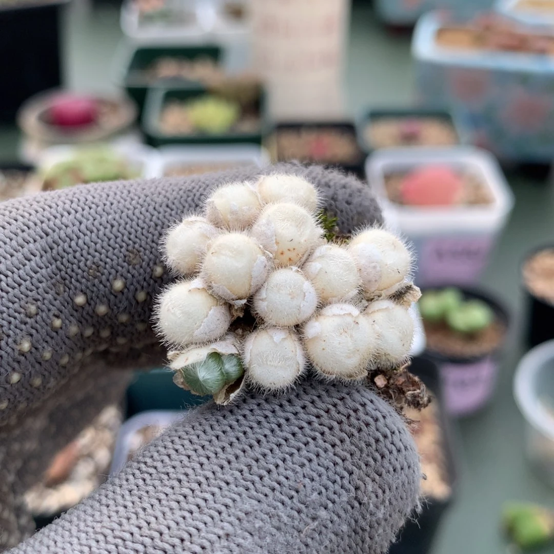 a632紫毛球母本一颗