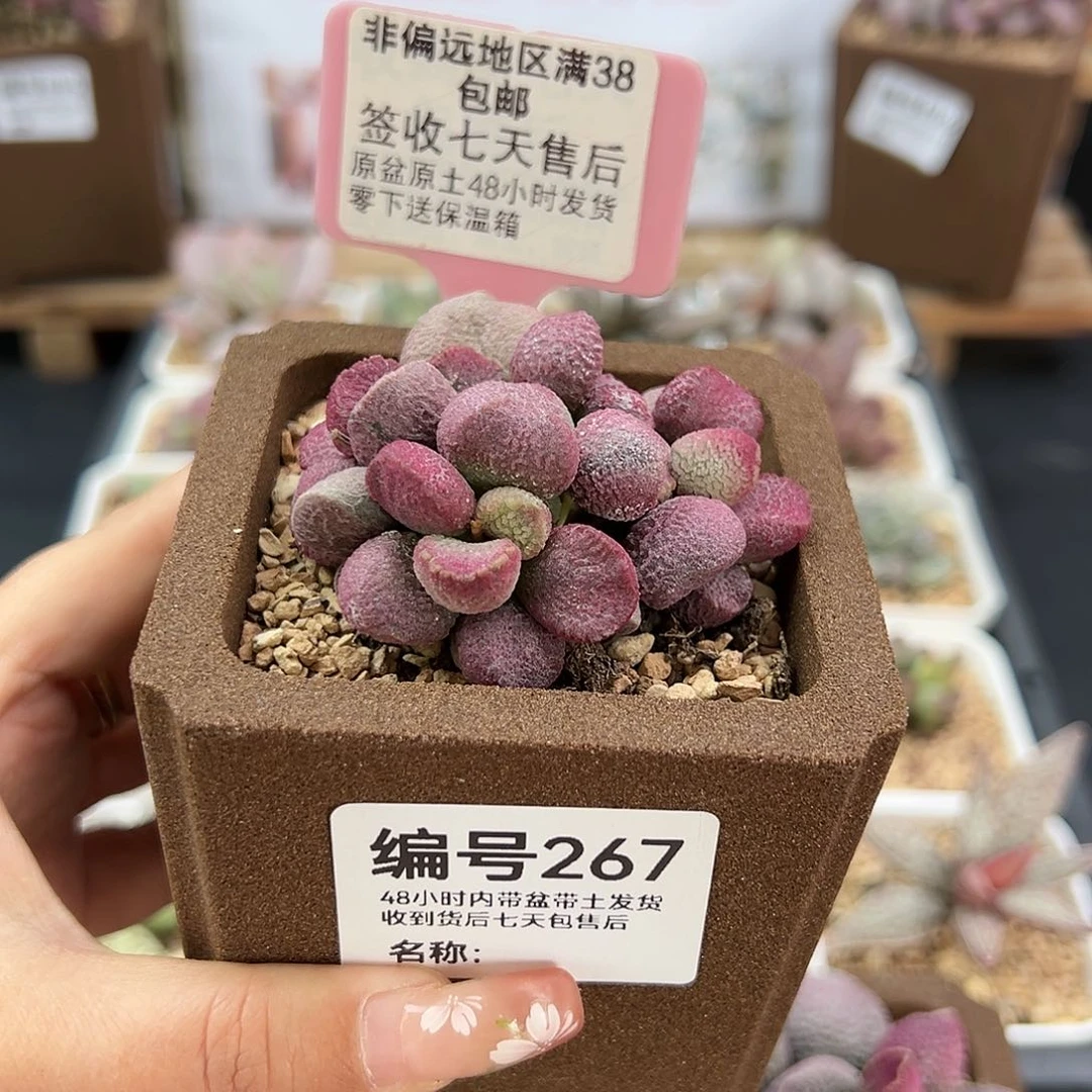 267夏娃多肉植物