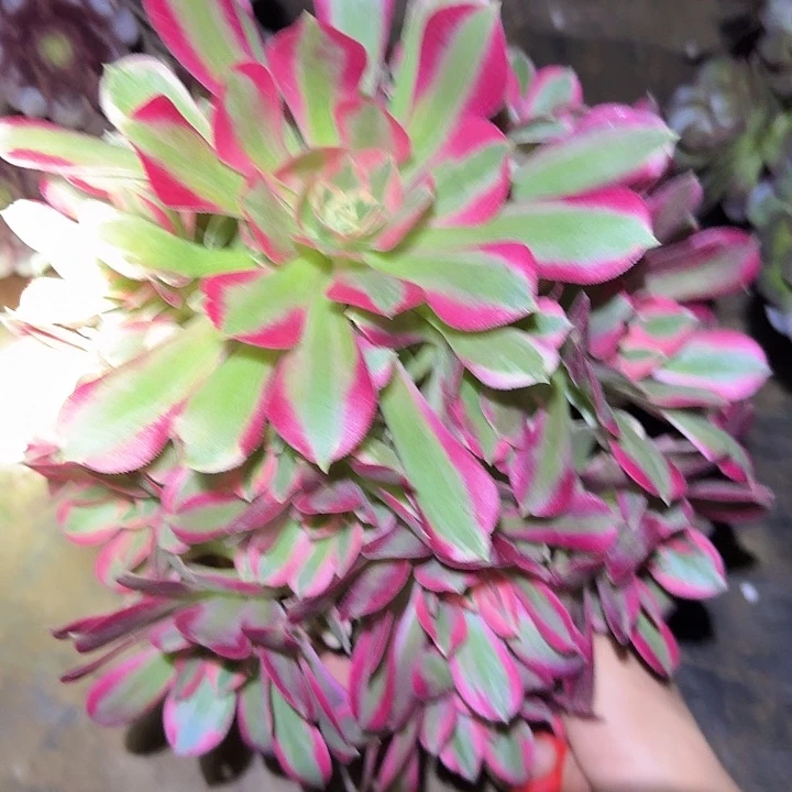 精品红女巫老桩亏本福利41