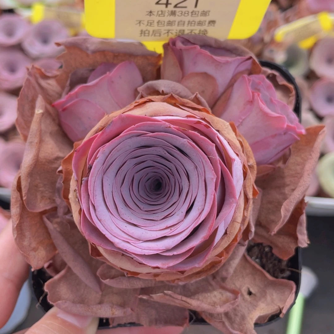 山地玫瑰421满38包邮裸根发货