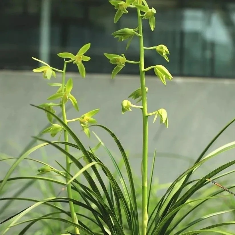 QINGYALANYUAN/清雅兰园兰花苗蕙兰老品老种兰花传统蕙温州素