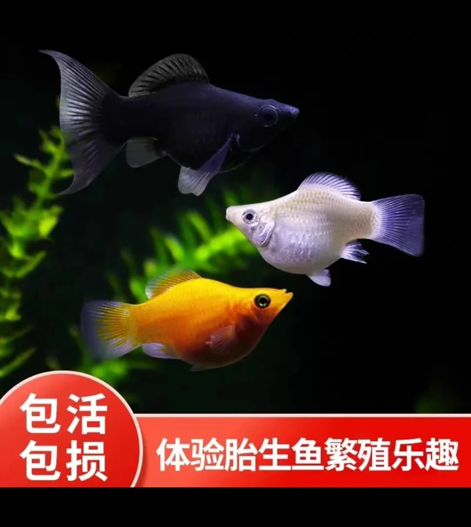 皮球鱼小型热带观赏鱼适合家养可繁衍
