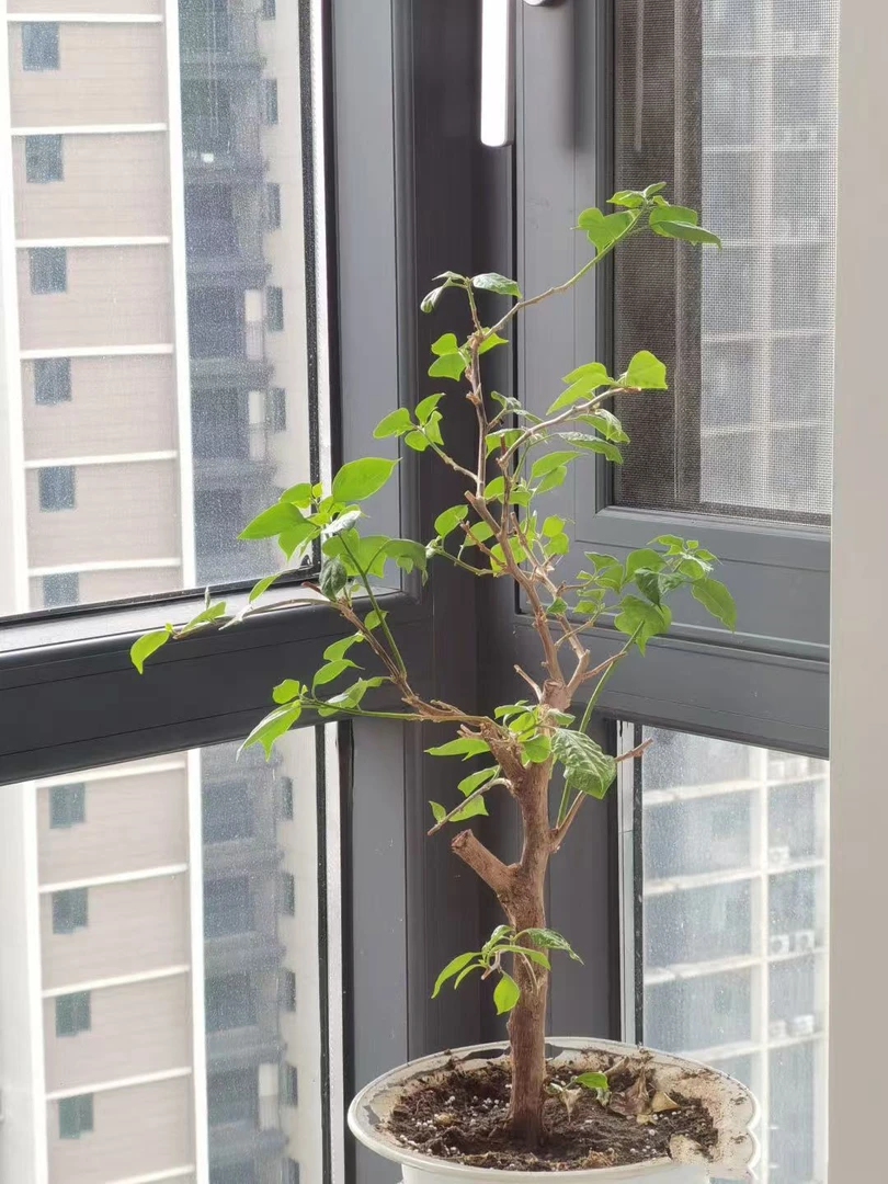 【会掉花落叶】三角梅光杆链接路途遥远掉花落叶无售后不影响成活