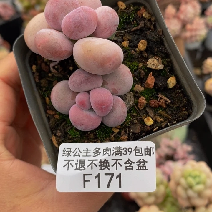 蛋黄奶171多肉植物