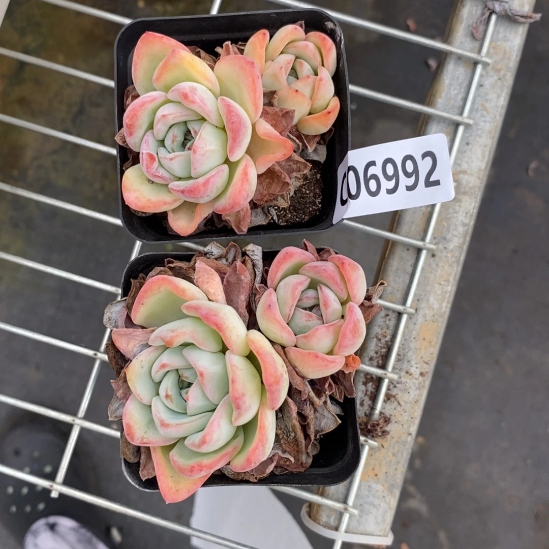 一***叶6992泡芙两杯一物一拍