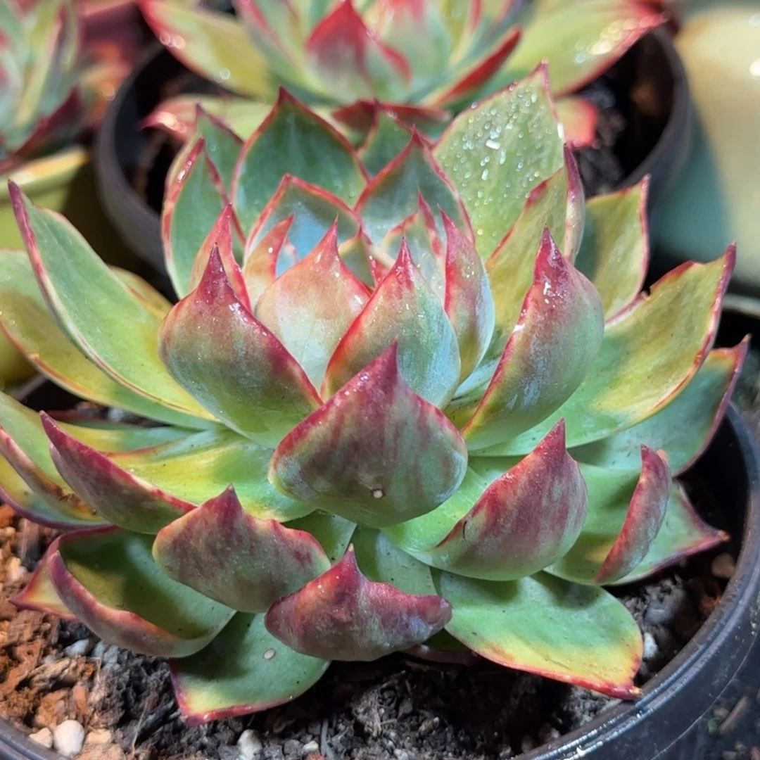 惊鸿一物一拍包装收缩花旱