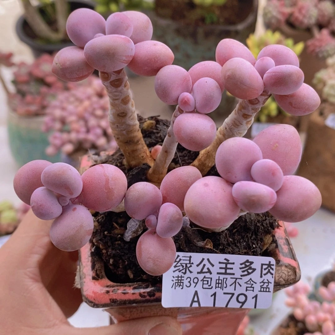 糖果桃蛋老桩9cm1791多肉
