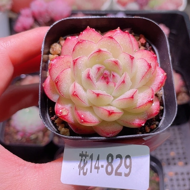 花利美14-829海王