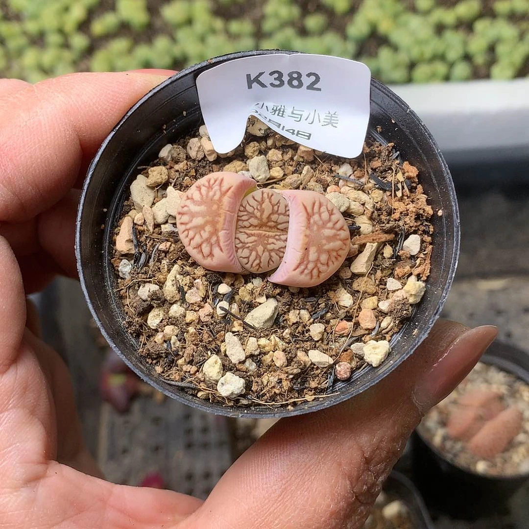 K382多肉植物保护研究所