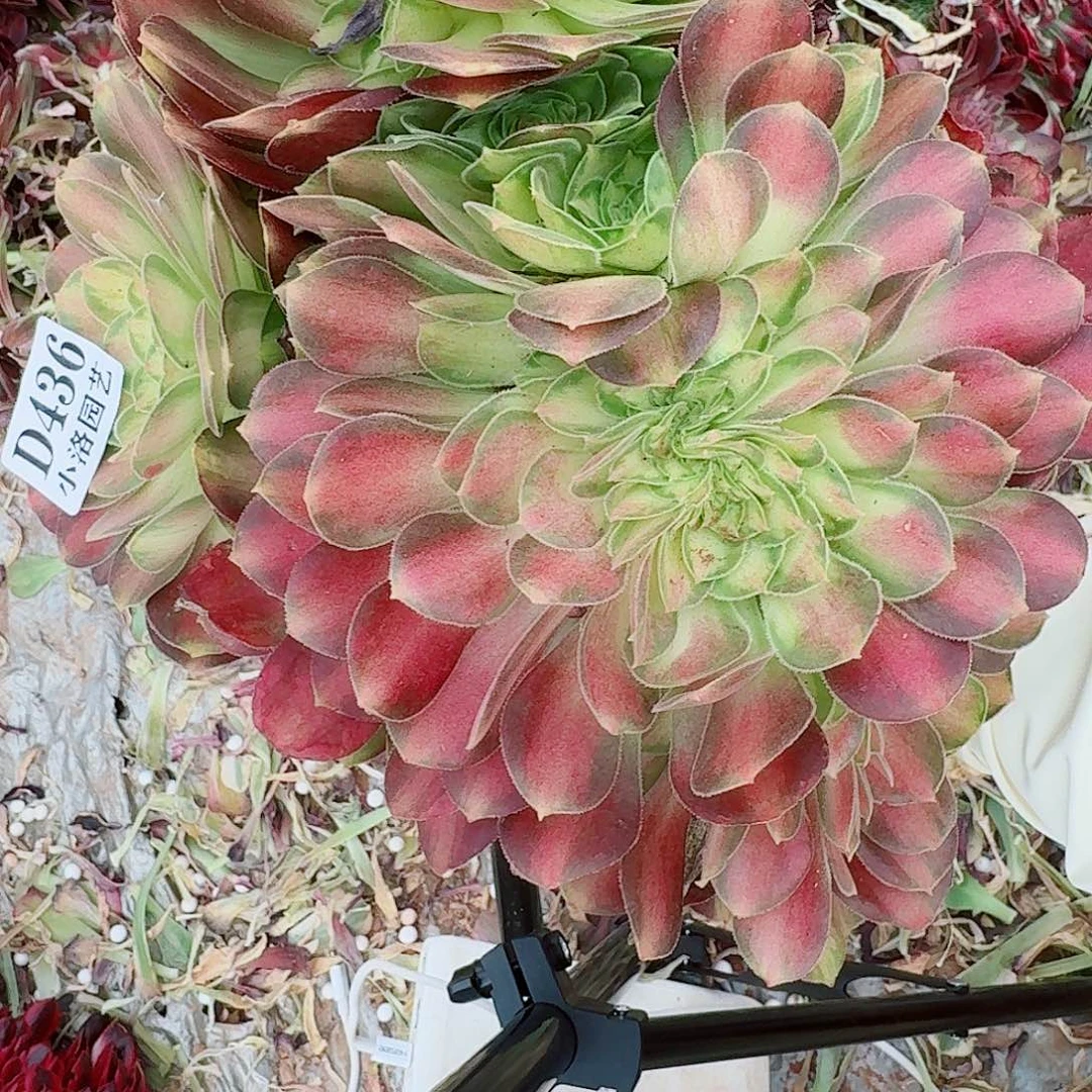 436 缀化无根不包侧枝