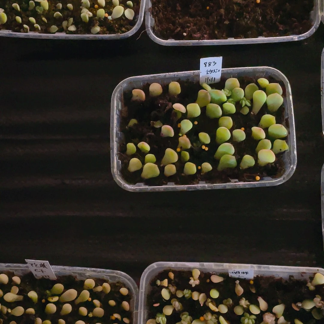 883叶子一个满25包邮