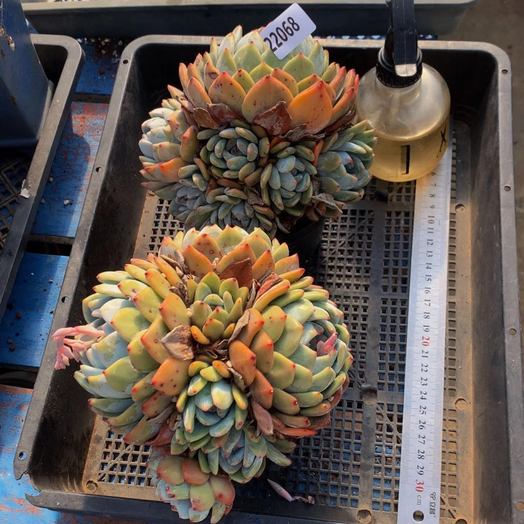 22068两个嗯嗯嗯嗯