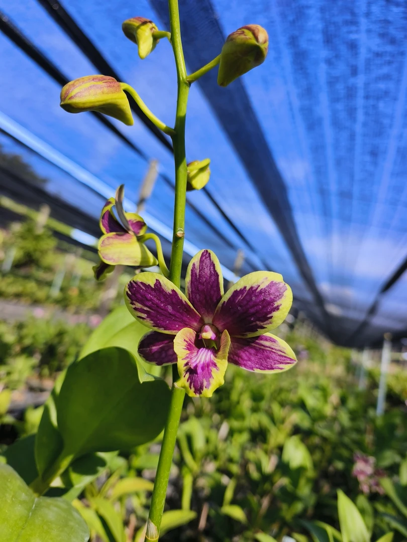 预售6/1｜泰秋大黄泼花苗1棵（保4苗）