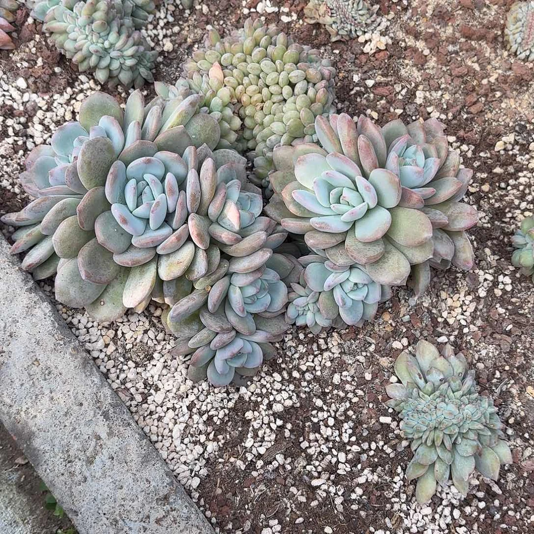 加***加星影群 脱土发货呀