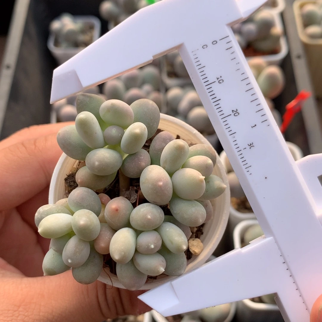 芝士奶酪溜溜球多肉植物