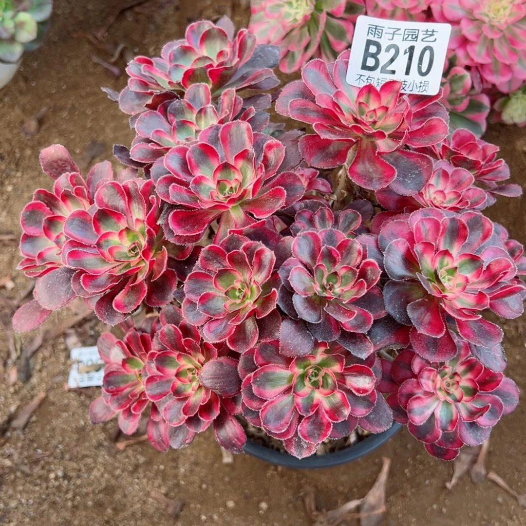 210香奈儿尺寸20左右