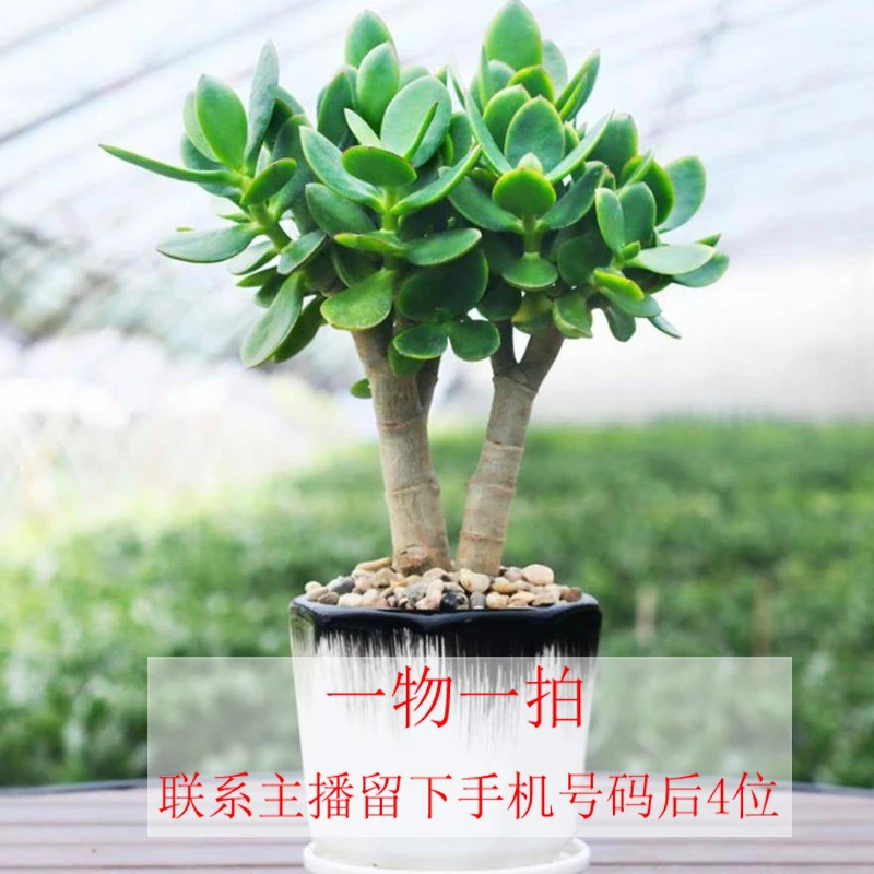 玉树、吸财树。。一物一拍专拍链接