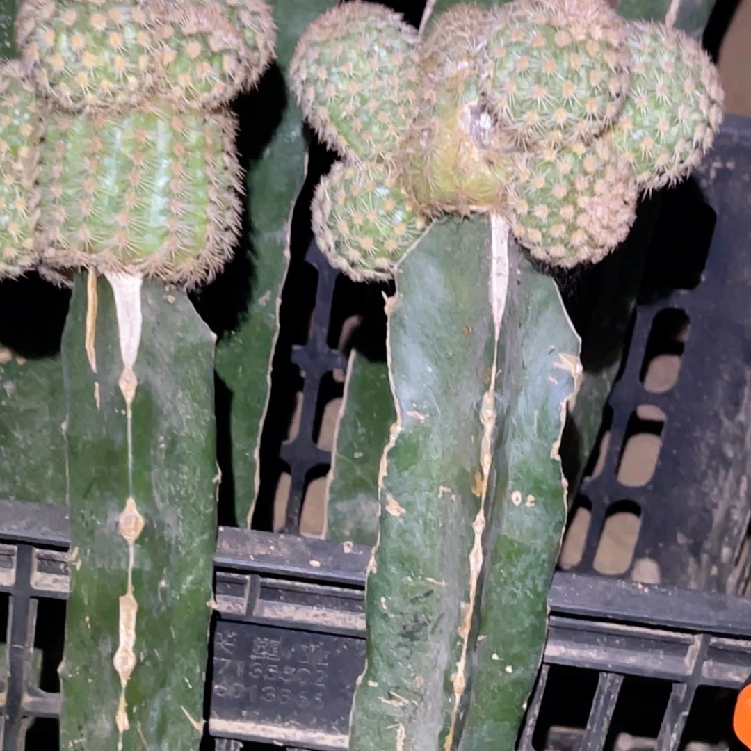 卡****史帝夫 嫁接 2颗 明日香妃2个侧芽