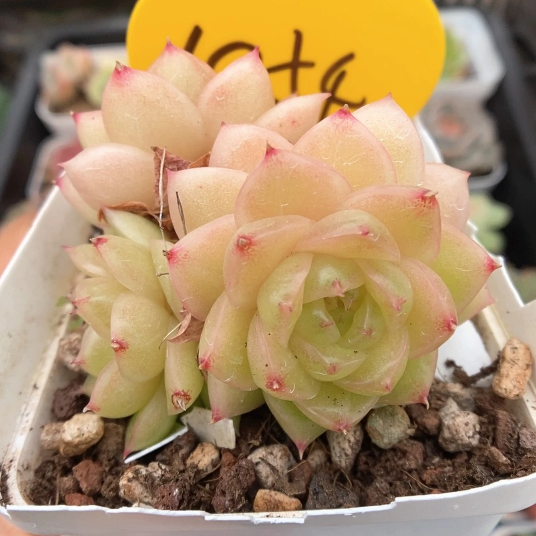 青柠麦秆可拍1054号。